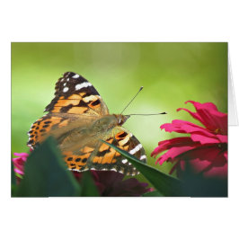 Schmetterling und Zinnias gestrichen