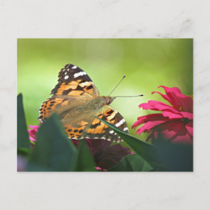 Schmetterling und Zinnias gestrichen Postkarte