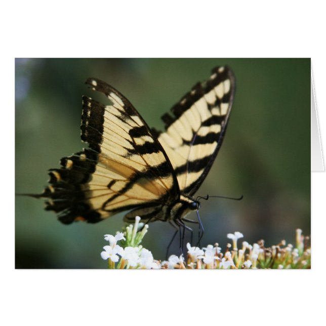 "Schmetterling" von Larry Coressel (Vorderseite (Horizontal))