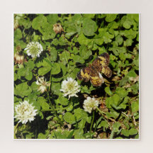 Schmetterling zwischen Blumen
