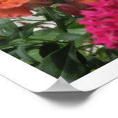 Schmetterling zwischen rosa und orange Blume Poster (Ecke)