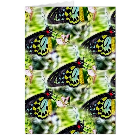 Schmetterlinge (Vorne)