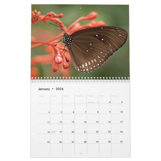 Schmetterlinge 2023 kalender (Jan 2026)