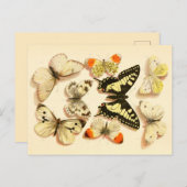 Schmetterlinge 3 Vintag Zeichnend Postkarte (Vorne/Hinten)