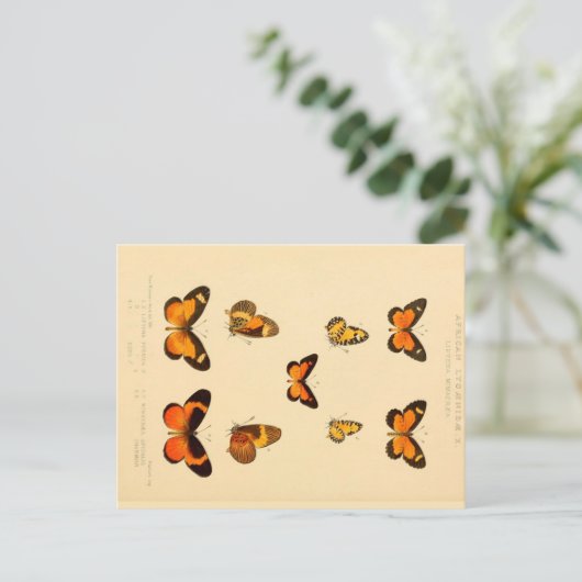 Schmetterlinge 3 Vintag Zeichnend Postkarte (Stehend Vorderseite)