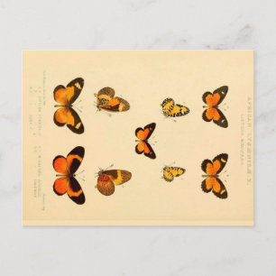 Schmetterlinge 3 Vintage-Zeichnung Postkarte