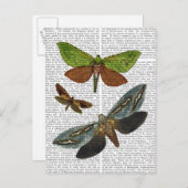 Schmetterlinge 4 postkarte (Vorne/Hinten)