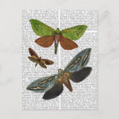 Schmetterlinge 4 postkarte (Vorderseite)