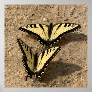 Schmetterlinge am Strand Poster