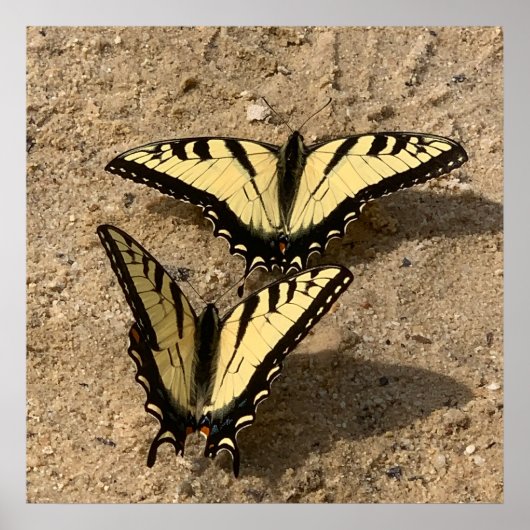 Schmetterlinge am Strand Poster (Vorne)