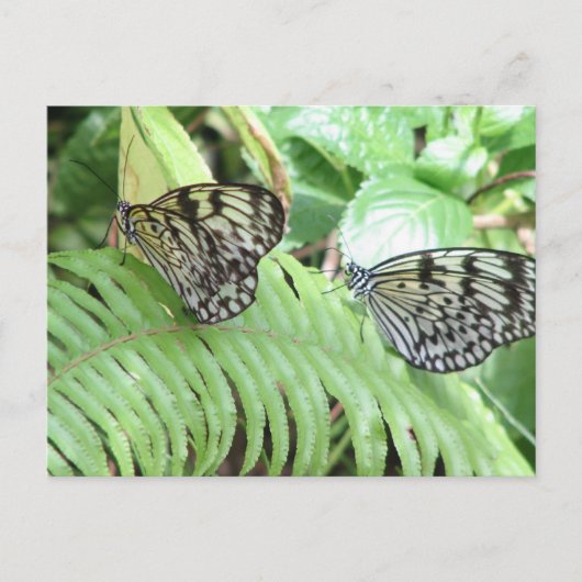 Schmetterlinge auf der westlichen Postkarte (Vorderseite)