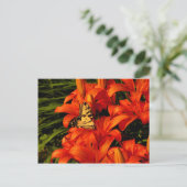 Schmetterlinge auf Tiger Lilies Postkarte (Stehend Vorderseite)