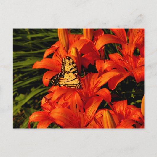 Schmetterlinge auf Tiger Lilies Postkarte (Vorderseite)
