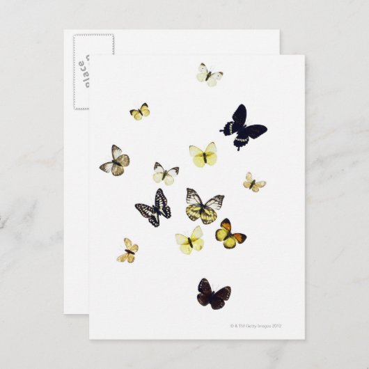 Schmetterlinge auf Weiß geschossen Postkarte (Vorne/Hinten)