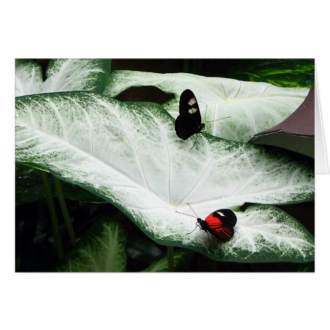 Schmetterlinge auf Weißkaladien (Vorderseite (Horizontal))