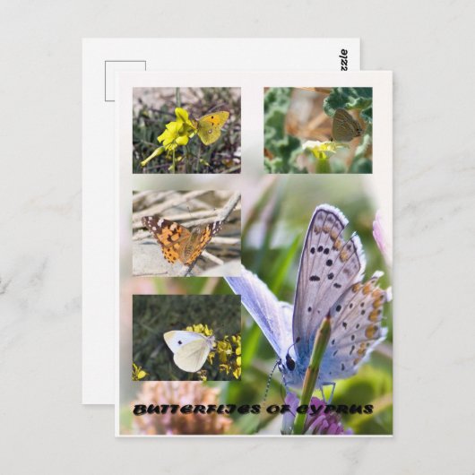 Schmetterlinge aus Zypern nach Karte (Vorne/Hinten)
