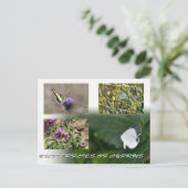 Schmetterlinge aus Zypern nach Karte (Stehend Vorderseite)