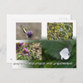 Schmetterlinge aus Zypern nach Karte (Vorne/Hinten)