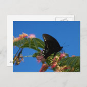 Schmetterlinge Delight Landschaft Szene Postkarte (Vorne/Hinten)