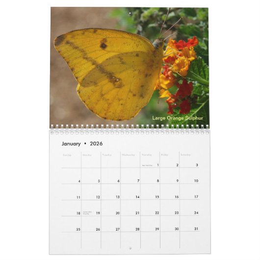 Schmetterlinge des Rio Grande Tals Kalender (Jan 2026)