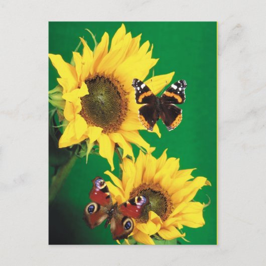 Schmetterlinge des Sommers 2 Postkarte (Vorderseite)