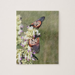 Schmetterlinge fangen auf dem "Amajuba-Berg" ein Puzzle