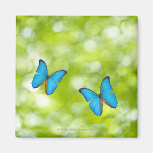 Schmetterlinge fliegen, Digital Composite Magnet