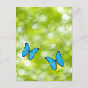 Schmetterlinge fliegen, Digital Composite Postkarte
