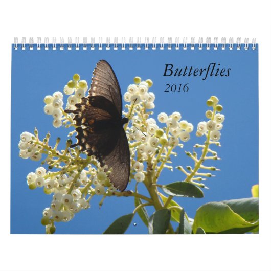 Schmetterlinge für 2016 kalender (Titelbild)