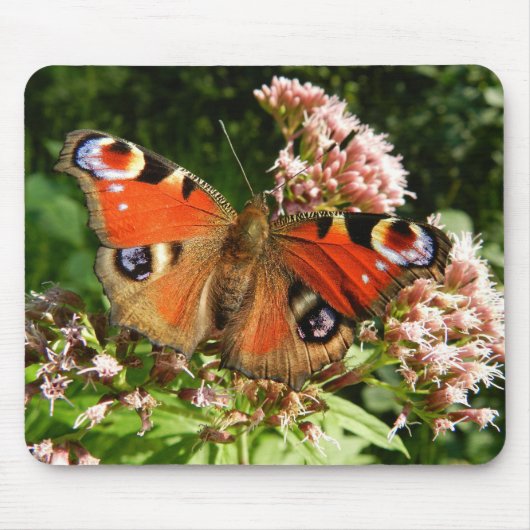 Schmetterlinge, Insekten, Hintergrund der Blume Mousepad (Vorne)
