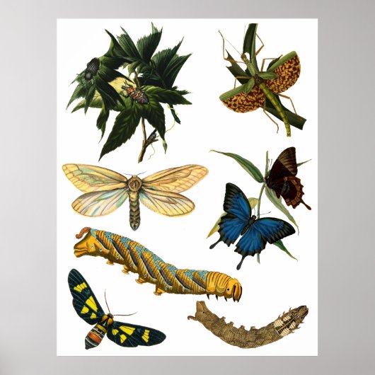 Schmetterlinge Käfer Bugs Insekten Collage Art Poster (Vorne)