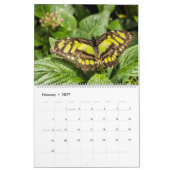 Schmetterlinge Kalender (Feb 2027)