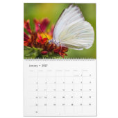 Schmetterlinge Kalender (Jan 2027)