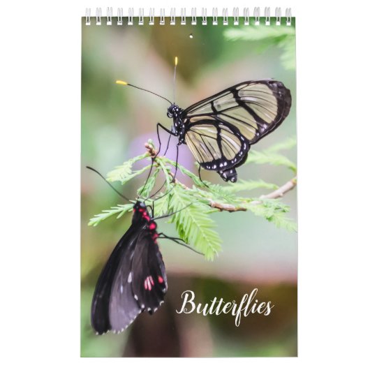 Schmetterlinge kalender (Titelbild)