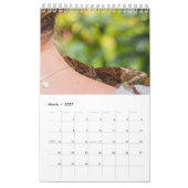 Schmetterlinge kalender (Mär 2027)