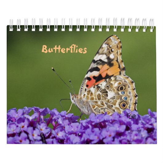 Schmetterlinge Kalender (Titelbild)