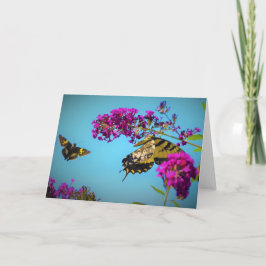 Schmetterlinge, Karte