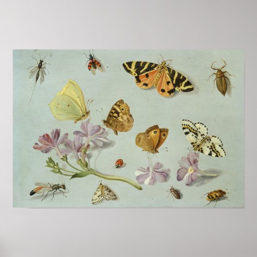 Schmetterlinge, Motten und andere Insekten Poster (Vorne)