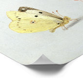 Schmetterlinge, Motten und andere Insekten Poster (Ecke)