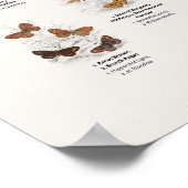 Schmetterlinge - Naturalist's Library Poster (Ecke)
