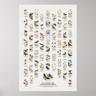 Schmetterlinge - Naturalist's Library Poster