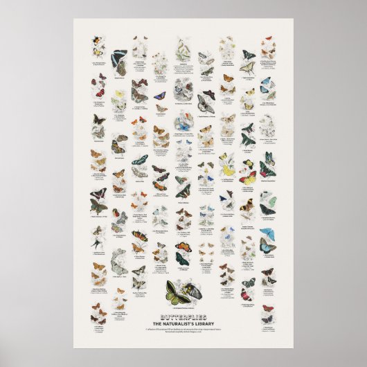 Schmetterlinge - Naturalist's Library Poster (Vorne)
