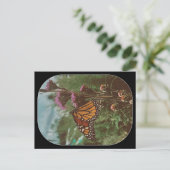 Schmetterlinge orange  postkarte (Stehend Vorderseite)