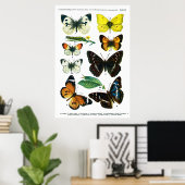 Schmetterlinge Plate II 24" x 36" Poster (Heimbüro)