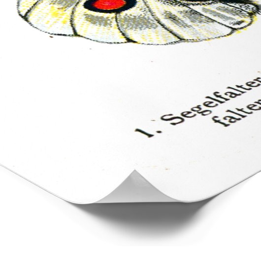 Schmetterlinge Platten I 24 Zoll x 36 Zoll Poster (Ecke)