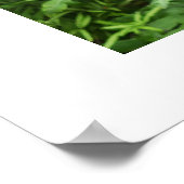 Schmetterlinge Poster (Ecke)