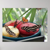 Schmetterlinge Poster (Vorne)