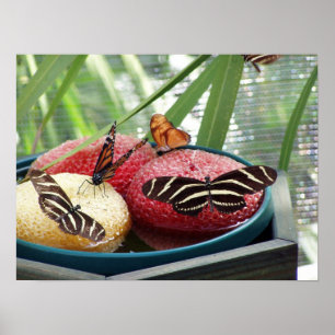 Schmetterlinge Poster