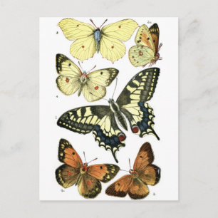 Schmetterlinge Postkarte