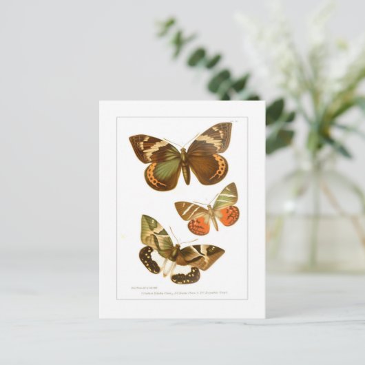 Schmetterlinge Postkarte (Stehend Vorderseite)